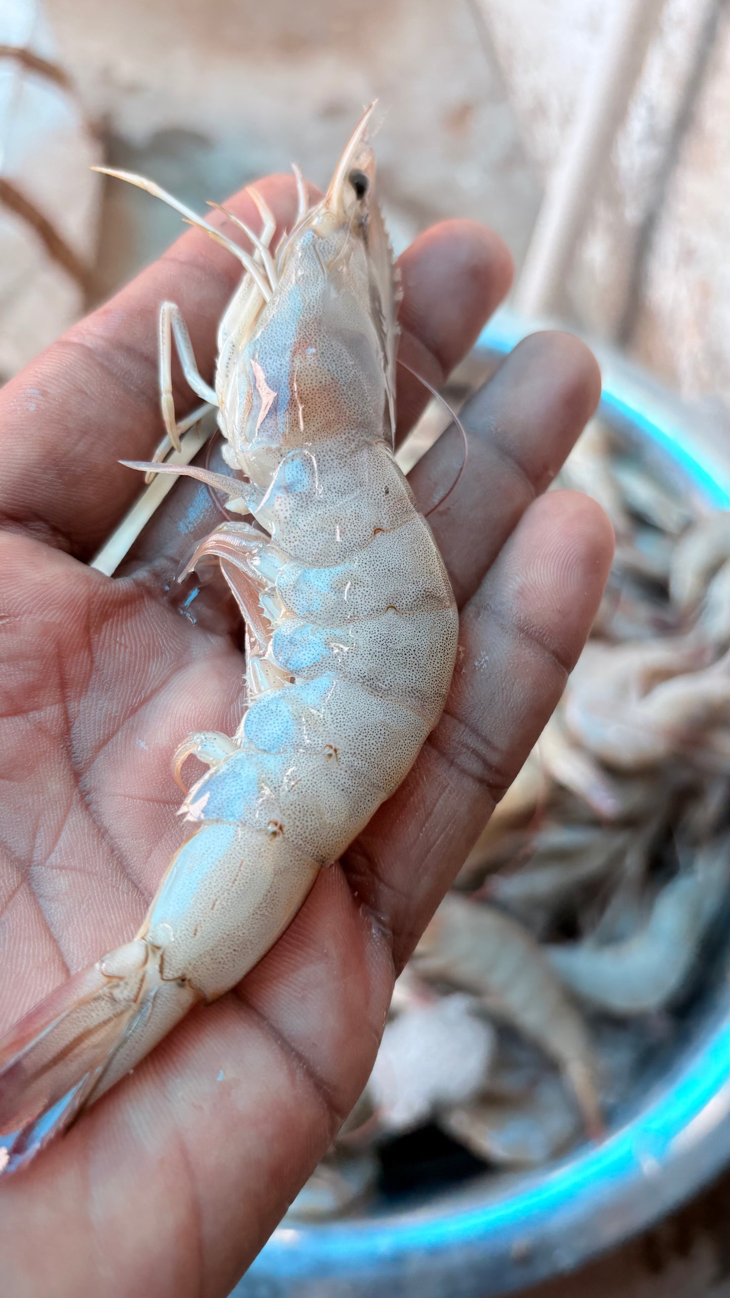 Live prawn (100gm)
